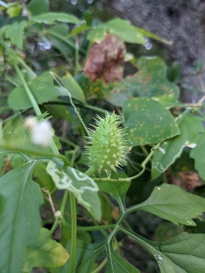 Cyclanthera naudiniana, photographed by mattmsa
