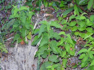 Cistus populifolius, photographed by Duarte Frade