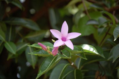 Cryptostegia madagascariensis, photographed by Neptalí Ramírez Marcial