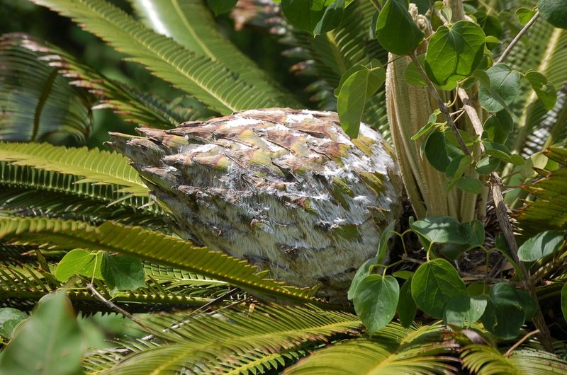 Dioon merolae, photographed by Neptalí Ramírez Marcial