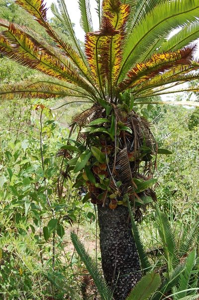 Dioon merolae, photographed by Neptalí Ramírez Marcial