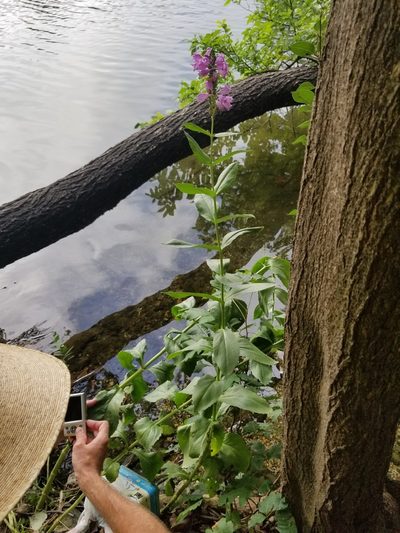 Physostegia correllii, photographed by Christen Warkoczewski