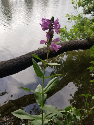 Physostegia correllii, photographed by Christen Warkoczewski