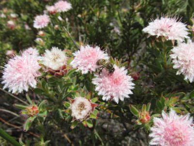 Diastella parilis, photographed by douglaseustonbrown