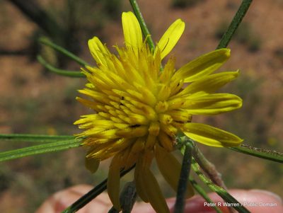 Geigeria burkei, photographed by Peter Warren