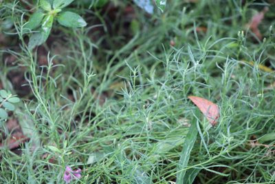 Conyza ramosissima, photographed by Clay