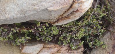 Fockea capensis, photographed by Nicola van Berkel