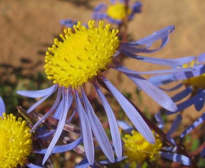 Felicia australis, photographed by douglaseustonbrown