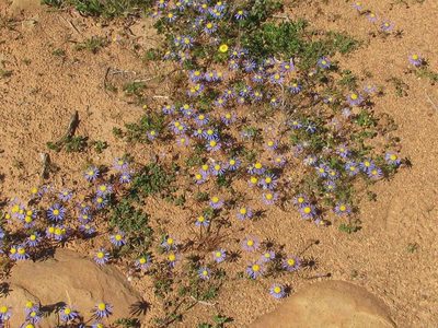 Felicia australis, photographed by douglaseustonbrown