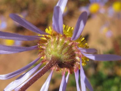 Felicia australis, photographed by douglaseustonbrown