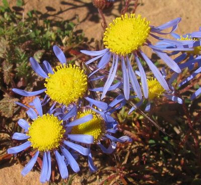 Felicia australis, photographed by douglaseustonbrown