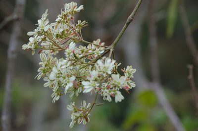 Euphorbia leucocephala, photographed by Neptalí Ramírez Marcial