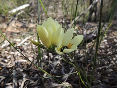 Geissorhiza juncea, photographed by Jacques van der Merwe