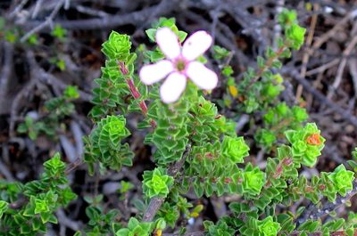 Acmadenia heterophylla, photographed by Di Turner