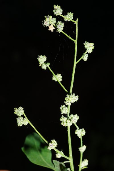 Chenopodium opulifolium, photographed by Patrick Hacker