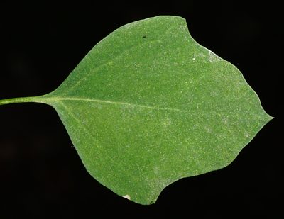 Chenopodium opulifolium, photographed by Patrick Hacker