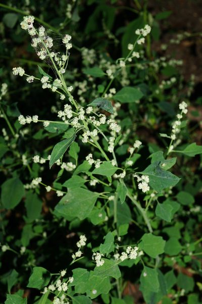 Chenopodium opulifolium, photographed by Patrick Hacker