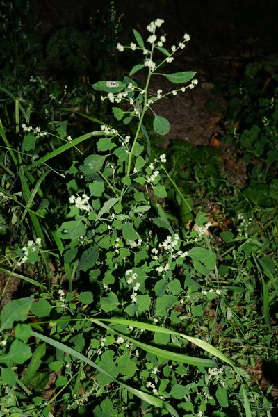 Chenopodium opulifolium, photographed by Patrick Hacker