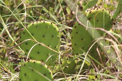Opuntia macrorhiza, photographed by Clay