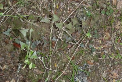 Senecio macroglossus, photographed by Nicola van Berkel