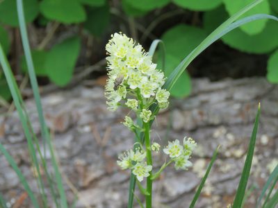 Toxicoscordion paniculatum, photographed by Erin Springinotic