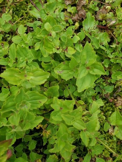 Erythranthe veronicifolia, photographed by Shane Johnson