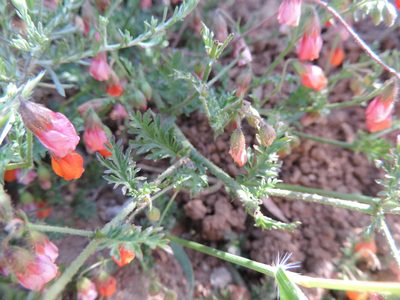 Hermannia diffusa, photographed by Jacques van der Merwe