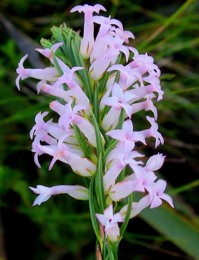 Erica georgica, photographed by Di Turner