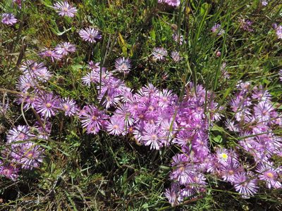 Lampranthus sociorum, photographed by Jacques van der Merwe