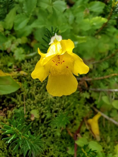 Erythranthe veronicifolia, photographed by Shane Johnson