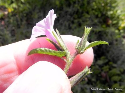 Ipomoea gracilisepala, photographed by Peter Warren