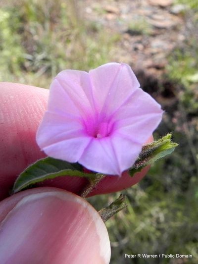 Ipomoea gracilisepala, photographed by Peter Warren