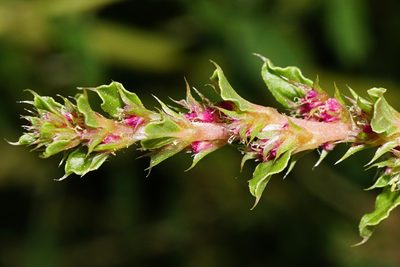 Amaranthus albus, photographed by Patrick Hacker