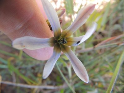 Ixia monadelpha, photographed by Jacques van der Merwe