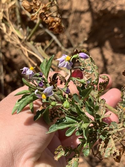 Solanum radicans, photographed by Line Juul Nielsen