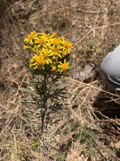 Senecio rudbeckiifolius, photographed by Line Juul Nielsen