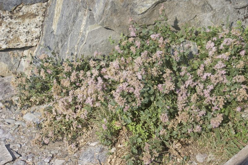 Ageratina occidentalis, photographed by Diego Blanco