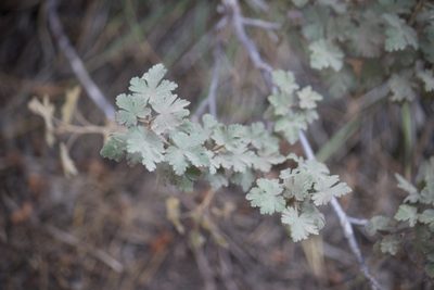 Ribes montigenum, photographed by Diego Blanco