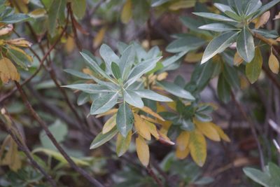 Rhododendron columbianum