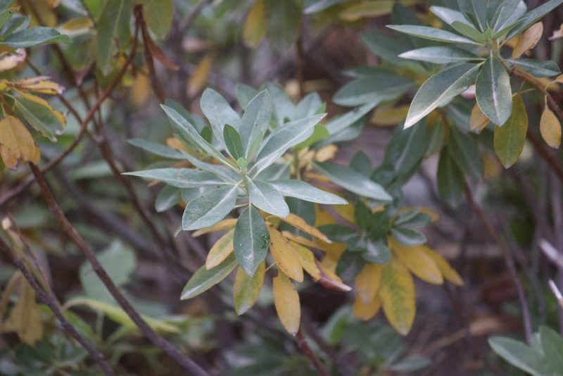 Rhododendron columbianum, photographed by Diego Blanco