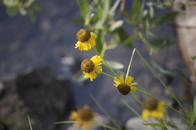 Helenium bigelovii, photographed by Diego Blanco