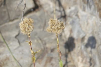 Solidago multiradiata, photographed by Diego Blanco