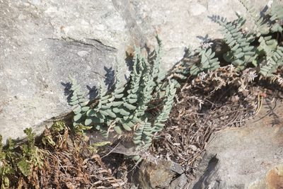 Pellaea bridgesii, photographed by Diego Blanco