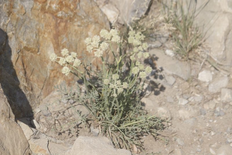 Angelica capitellata, photographed by Diego Blanco