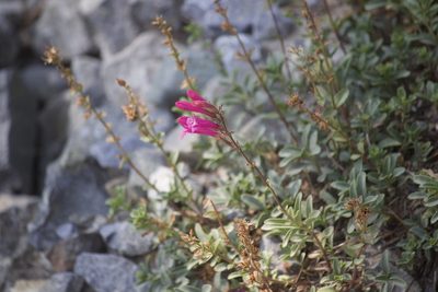 Penstemon newberryi, photographed by Diego Blanco