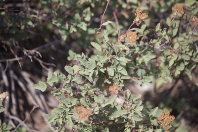 Spiraea splendens, photographed by Diego Blanco