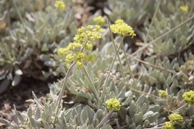 Eriogonum incanum, photographed by Diego Blanco