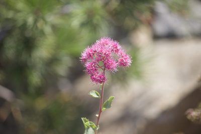 Spiraea splendens