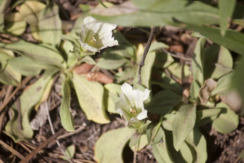 Gentiana newberryi, photographed by Diego Blanco