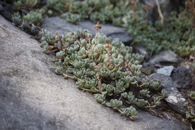 Sedum obtusatum, photographed by Diego Blanco